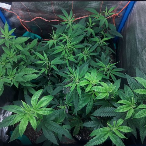 2do ciclo / desflash - apple cookies growlog timeline photo