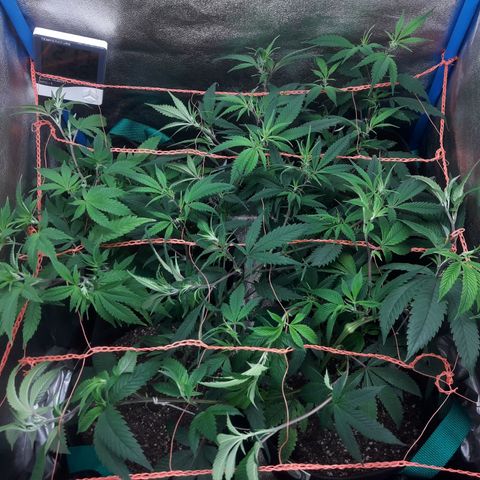 2do ciclo / desflash - apple cookies growlog timeline photo