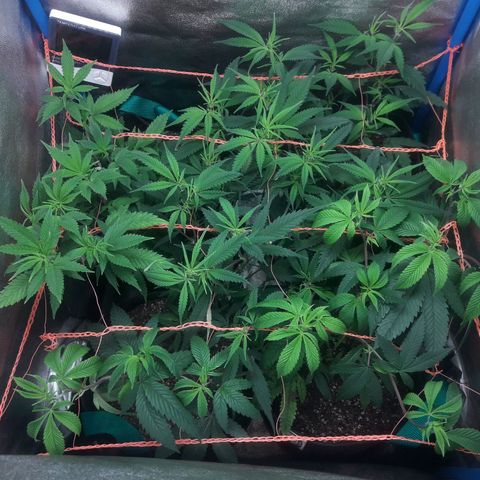 2do ciclo / desflash - apple cookies growlog timeline photo