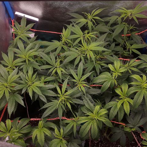 2do ciclo / desflash - apple cookies growlog timeline photo