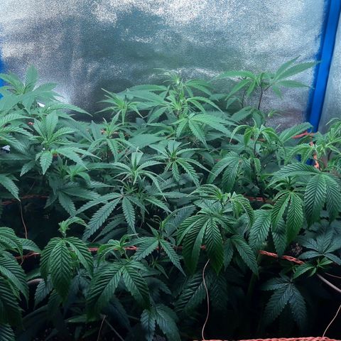 2do ciclo / desflash - apple cookies growlog timeline photo