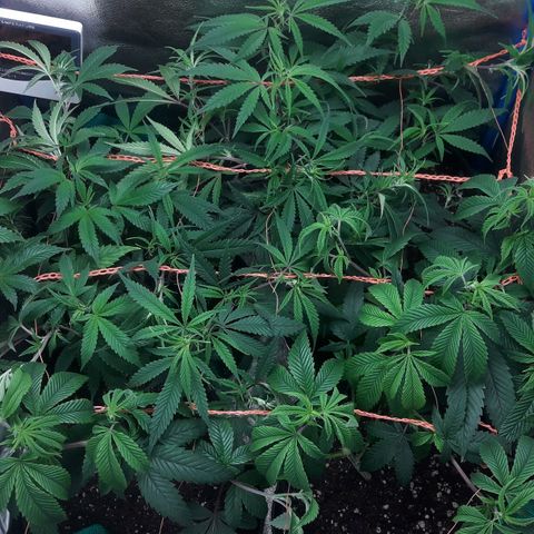 2do ciclo / desflash - apple cookies growlog timeline photo