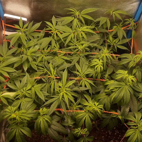 2do ciclo / desflash - apple cookies growlog timeline photo