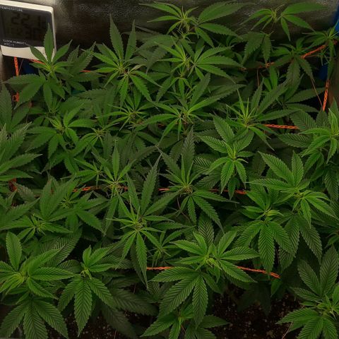2do ciclo / desflash - apple cookies growlog timeline photo