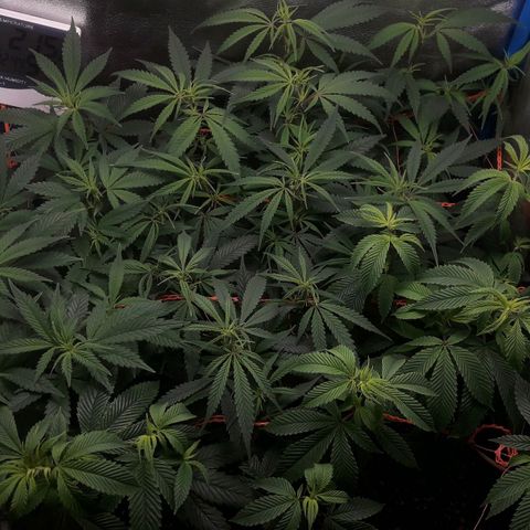 2do ciclo / desflash - apple cookies growlog photo: Previo al entrenamiento