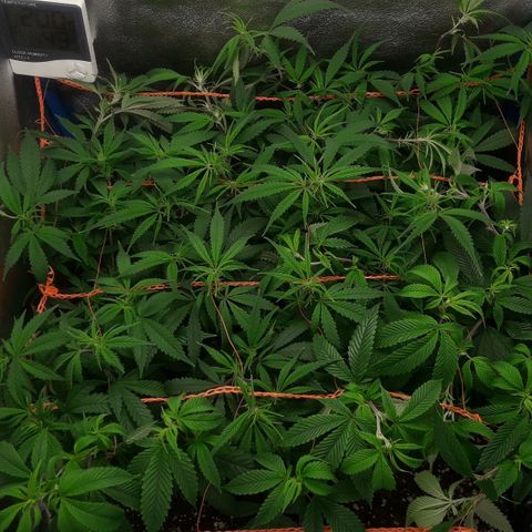 2do ciclo / desflash - apple cookies growlog photo: Post entrenamiento