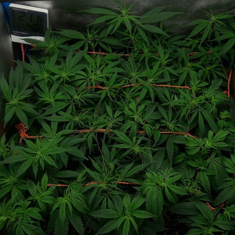 2do ciclo / desflash - apple cookies growlog timeline photo