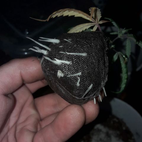3er ciclo / desflash - apple cookies growlog timeline photo