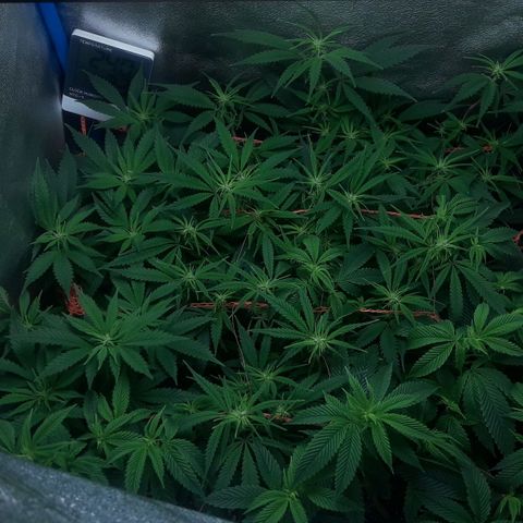 2do ciclo / desflash - apple cookies growlog timeline photo