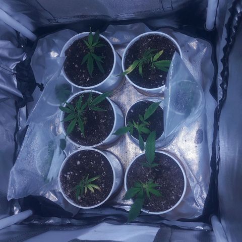 3er ciclo / desflash - apple cookies growlog timeline photo