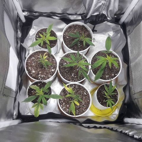 3er ciclo / desflash - apple cookies growlog timeline photo
