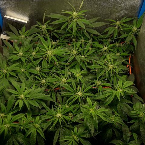 2do ciclo / desflash - apple cookies growlog timeline photo