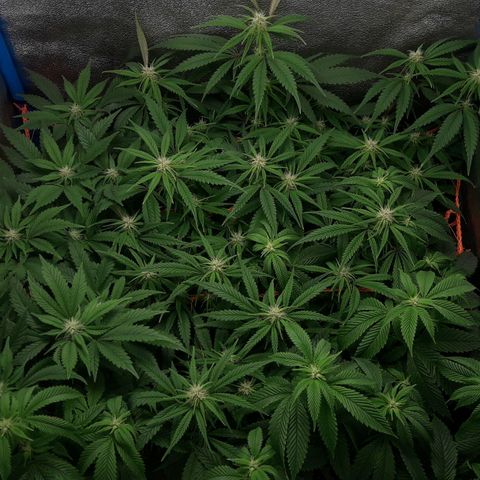 2do ciclo / desflash - apple cookies growlog timeline photo