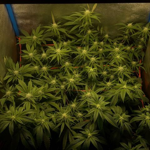 2do ciclo / desflash - apple cookies growlog timeline photo