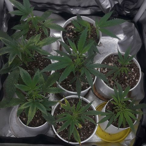 3er ciclo / desflash - apple cookies growlog timeline photo