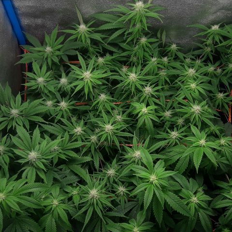 2do ciclo / desflash - apple cookies growlog timeline photo