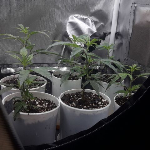 3er ciclo / desflash - apple cookies growlog timeline photo