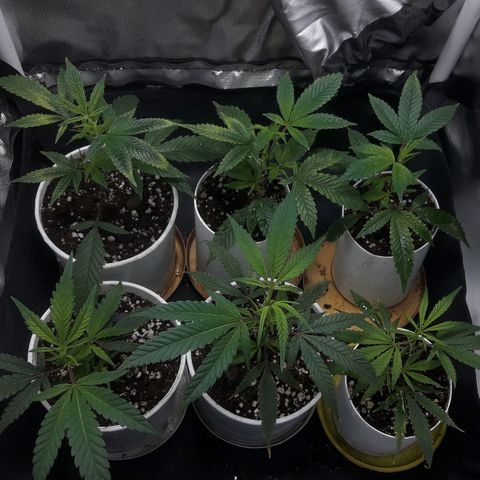 3er ciclo / desflash - apple cookies growlog timeline photo