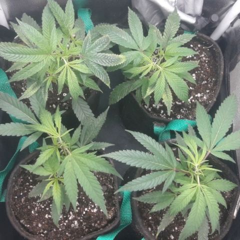 3er ciclo / desflash - apple cookies growlog timeline photo