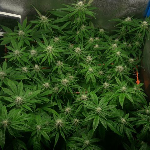 2do ciclo / desflash - apple cookies growlog timeline photo