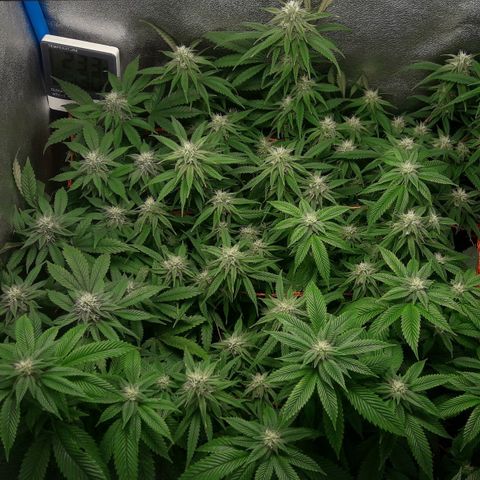 2do ciclo / desflash - apple cookies growlog timeline photo