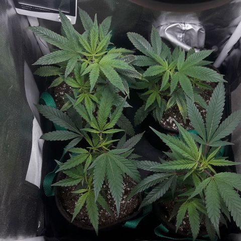 3er ciclo / desflash - apple cookies growlog timeline photo