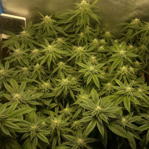 2do ciclo / desflash - apple cookies growlog timeline photo