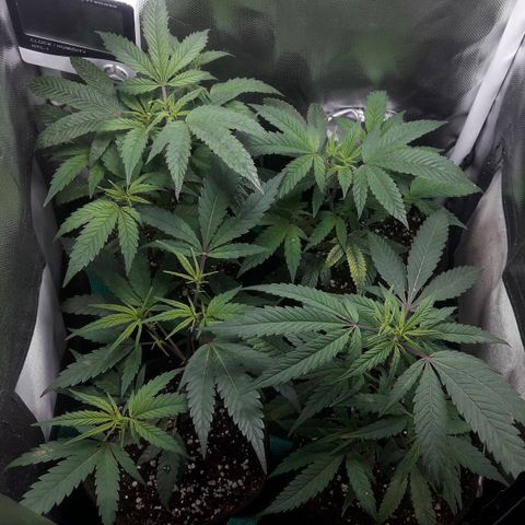 3er ciclo / desflash - apple cookies growlog timeline photo