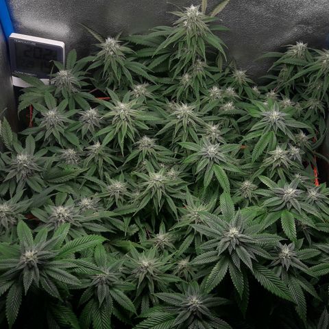 2do ciclo / desflash - apple cookies growlog timeline photo
