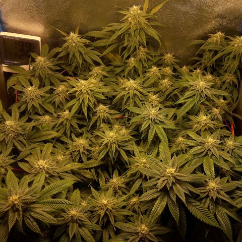 2do ciclo / desflash - apple cookies growlog timeline photo