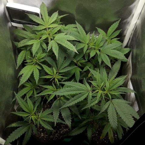 3er ciclo / desflash - apple cookies growlog timeline photo