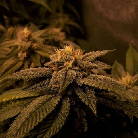 2do ciclo / desflash - apple cookies growlog timeline photo