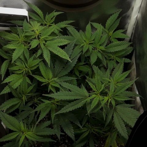 3er ciclo / desflash - apple cookies growlog timeline photo