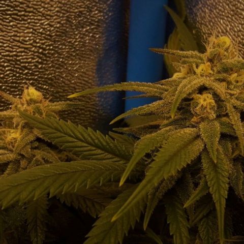 2do ciclo / desflash - apple cookies growlog timeline photo