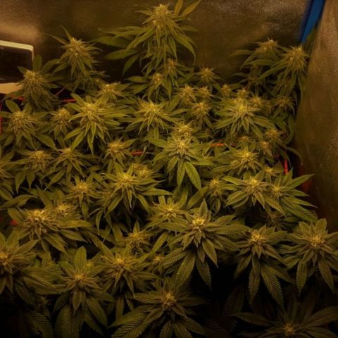 2do ciclo / desflash - apple cookies growlog timeline photo