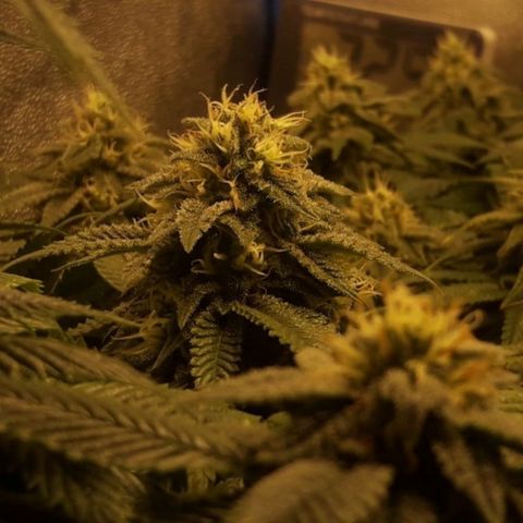 2do ciclo / desflash - apple cookies growlog timeline photo