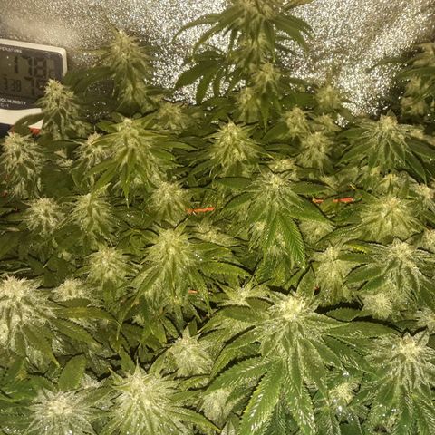 2do ciclo / desflash - apple cookies growlog timeline photo