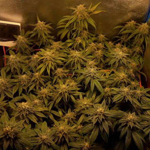 2do ciclo / desflash - apple cookies growlog timeline photo