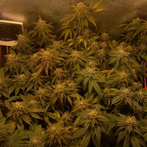 2do ciclo / desflash - apple cookies growlog timeline photo