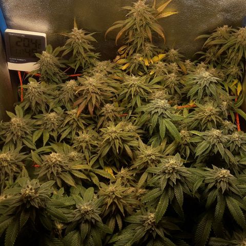 2do ciclo / desflash - apple cookies growlog timeline photo