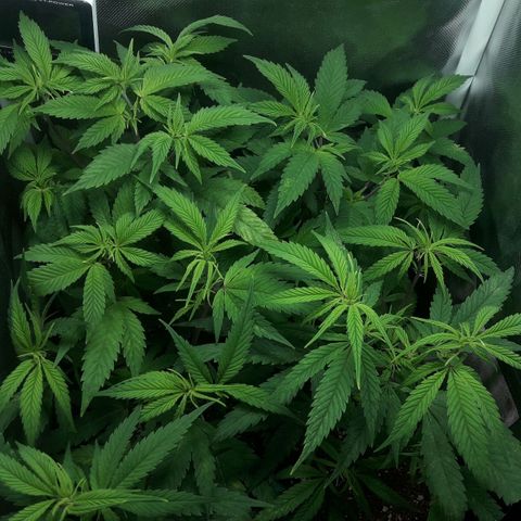 3er ciclo / desflash - apple cookies growlog timeline photo