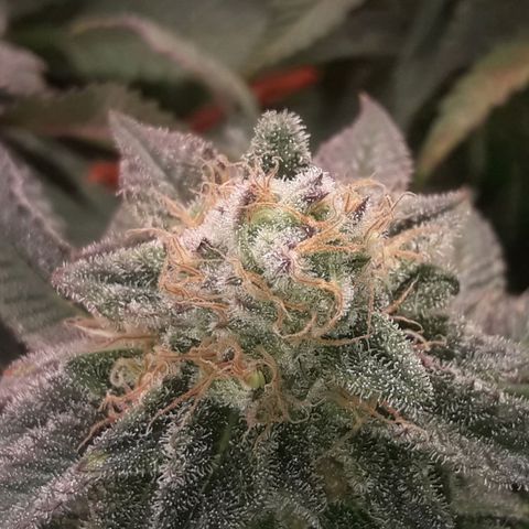 2do ciclo / desflash - apple cookies growlog timeline photo