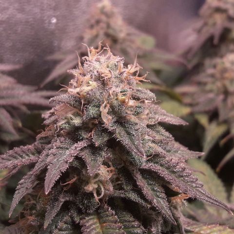 2do ciclo / desflash - apple cookies growlog timeline photo