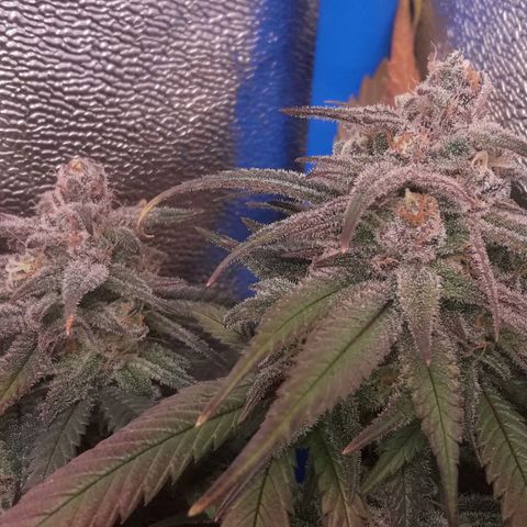 2do ciclo / desflash - apple cookies growlog timeline photo
