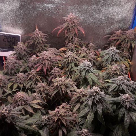 2do ciclo / desflash - apple cookies growlog timeline photo