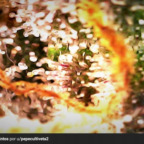 2do ciclo / desflash - apple cookies growlog timeline photo
