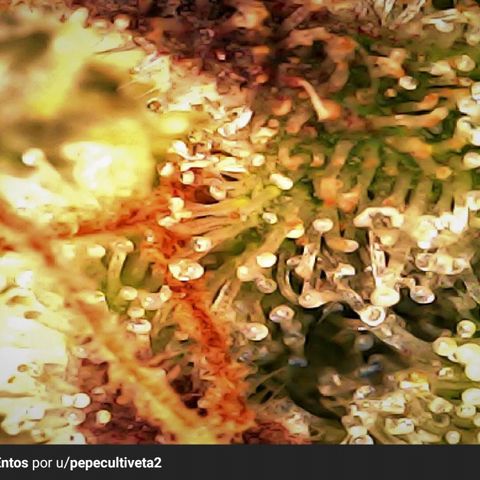 2do ciclo / desflash - apple cookies growlog timeline photo