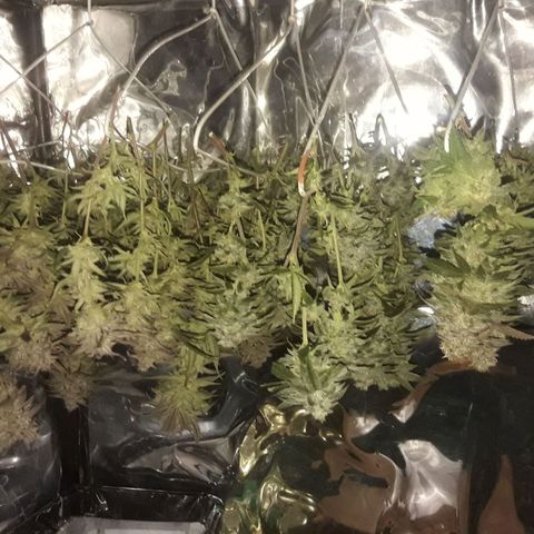 2do ciclo / desflash - apple cookies growlog timeline photo