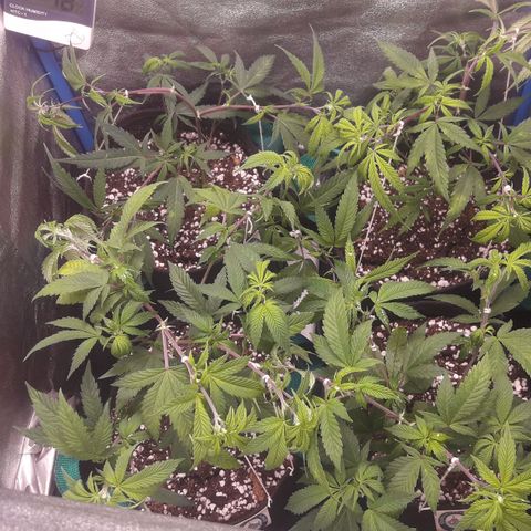 3er ciclo / desflash - apple cookies growlog timeline photo