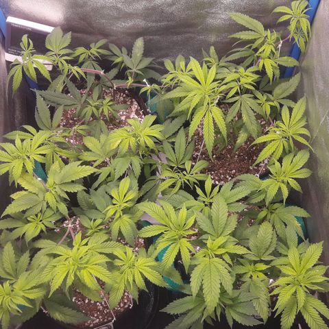 3er ciclo / desflash - apple cookies growlog timeline photo
